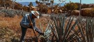 agave plantation (1)