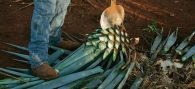 harvest your agave